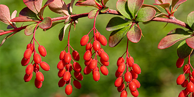 Berberine: The science behind one of the most talked-about metabolic supplements right now